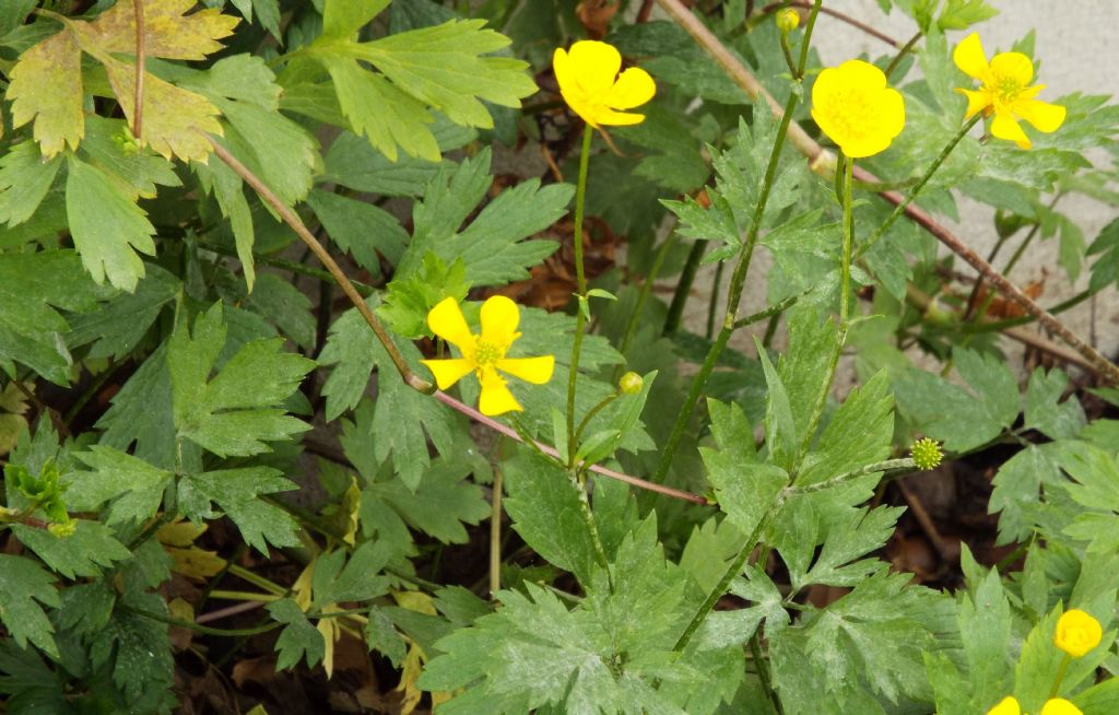 Ranunculus repens / Ranuncolo strisciante